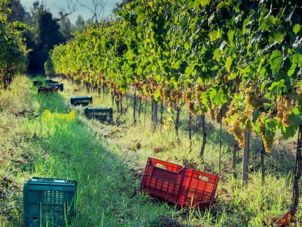 sunny-grapeyard-area-plastic-boxes-harvesting-grape-valleys-landscape-grape-plants-sunny-grapeyard-area-plastic-179997783